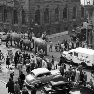 1954 - Drei Tanzelefanten des Zirkus Strassburger machen zu Beginn ihres Gastspiels in Mannheim Bürgermeister Jakob Trumpfheller ihre Aufwartung. 