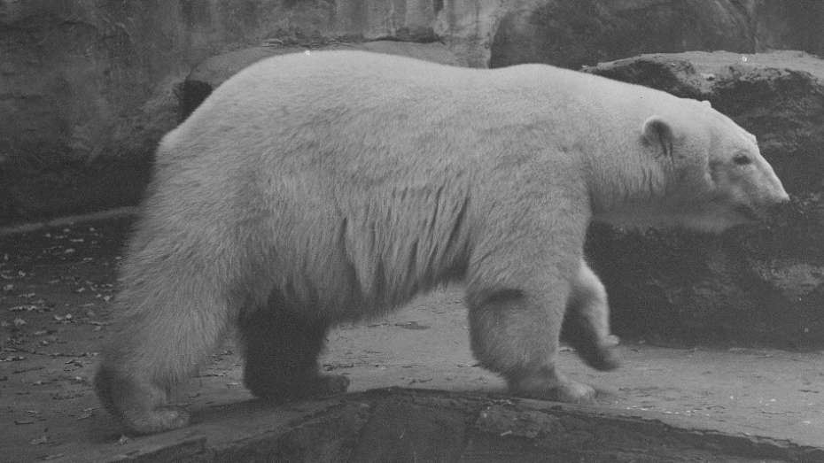 schwarz-weiß Foto eines Eisbären im Tierpark am Karlstern, nach 1945