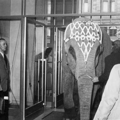 1954 - Leider passt nur der kleinste der drei durch die Tür. Seine Kollegen lassen sich derweil draußen von den begeisterten Zuschauern bestaunen und mit Leckerreien verwöhnen. 